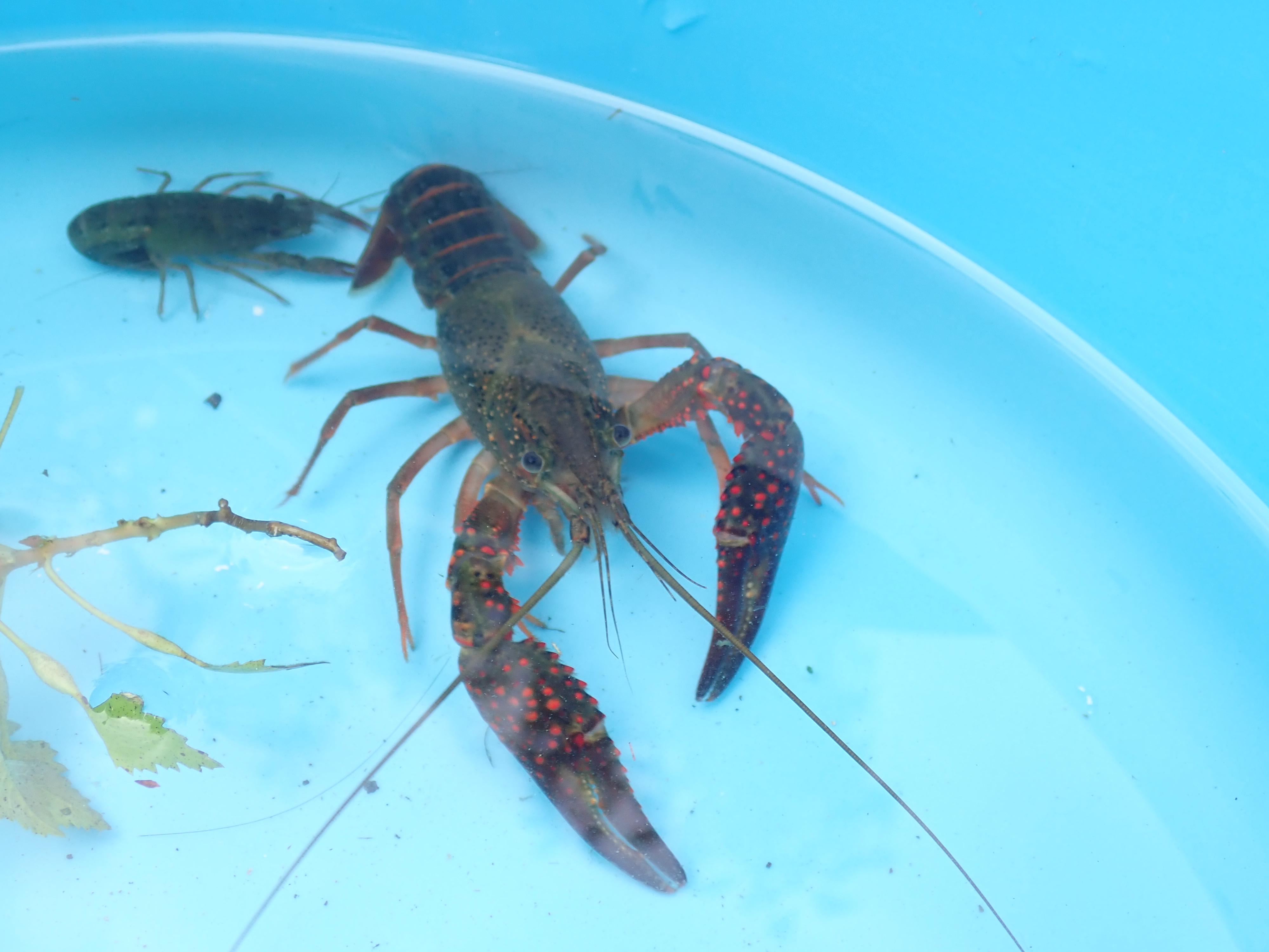 見つけた生き物 堺いきもの情報館 堺生物多様性センター