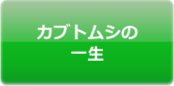 カブトムシの一生