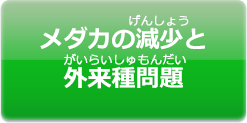 メダカの減少と外来種問題