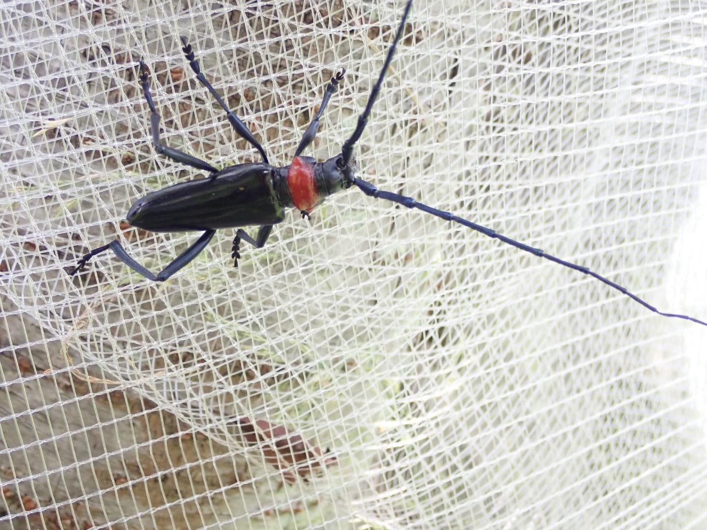 ブラックハンター18 クビアカツヤカミキリ 堺いきもの情報館 堺生物多様性センター