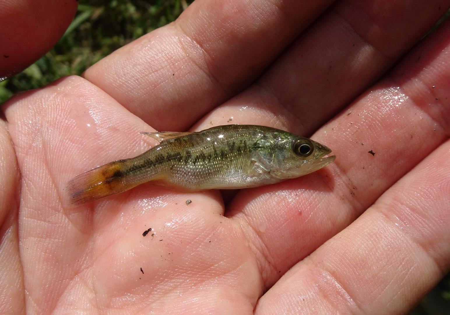ワルモノの「実は…」ブラックバス編 | 堺いきもの情報館 | 堺生物多様  