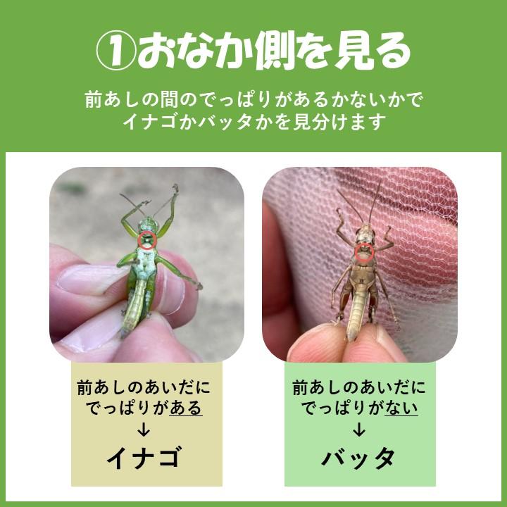 堺でよく見られるバッタの見分け方②～頭が丸いバッタ～ | 堺いきもの情報館 | 堺生物多様性センター