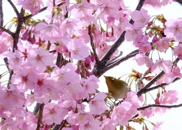 サクラの木 －花がさいた後はどうなる？－ | 堺いきもの情報館 | 堺  