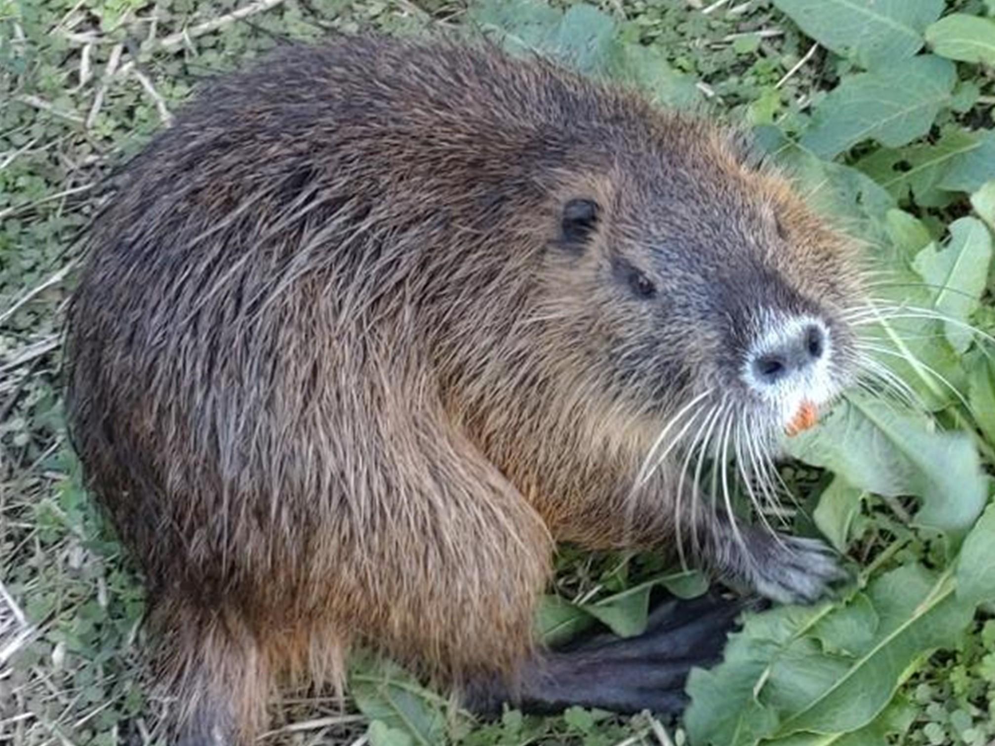ワルモノの「実は…」ヌートリア編 | 堺いきもの情報館 | 堺生物多様性 