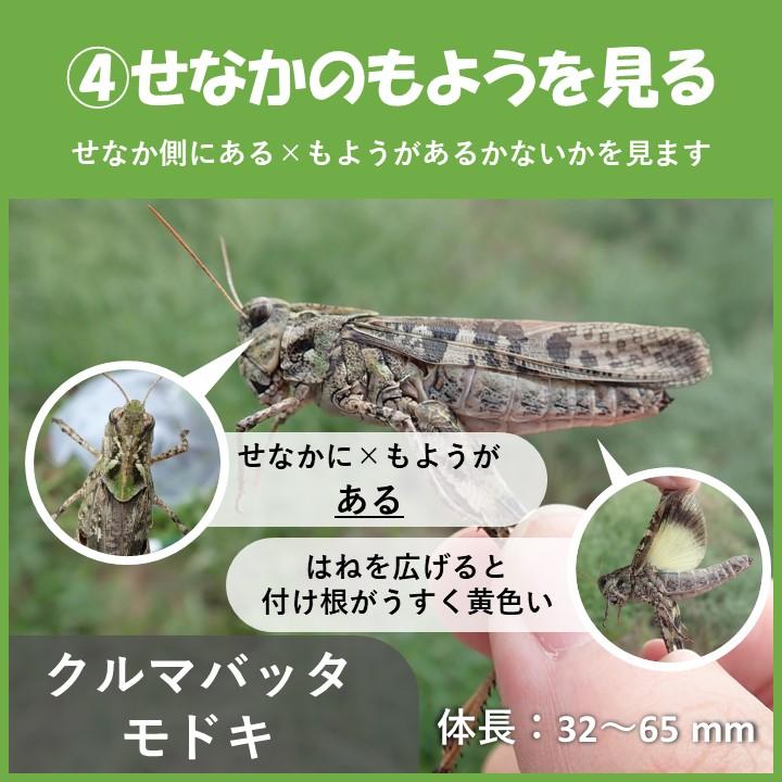 堺でよく見られるバッタの見分け方②～頭が丸いバッタ～ | 堺いきもの情報館 | 堺生物多様性センター