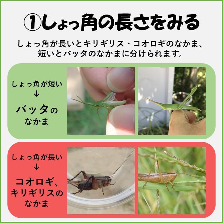 堺でよく見られるバッタの見分け方 | 堺いきもの情報館 | 堺生物多様性センター