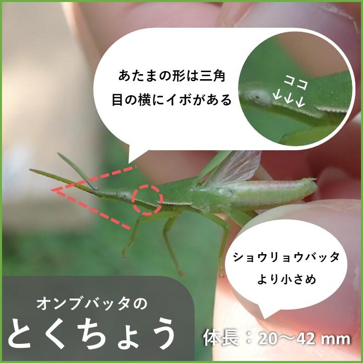 堺でよく見られるバッタの見分け方 | 堺いきもの情報館 | 堺生物多様性センター