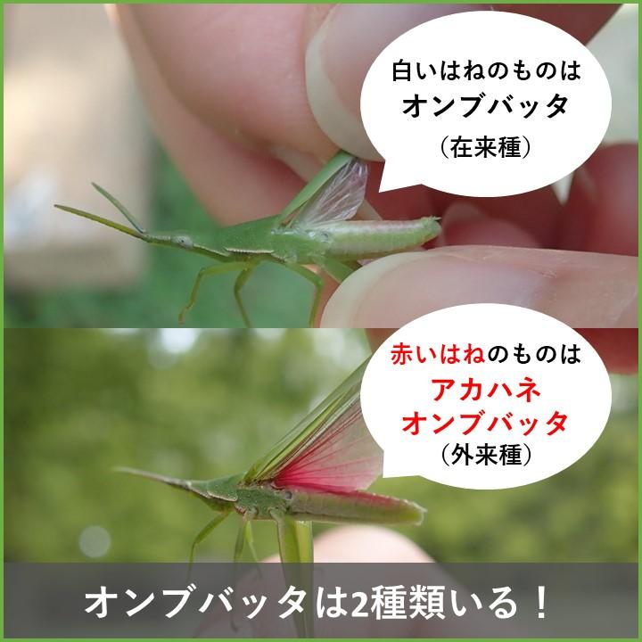 堺でよく見られるバッタの見分け方 | 堺いきもの情報館 | 堺生物多様性センター