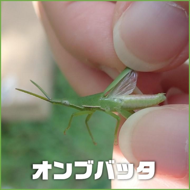 堺でよく見られるバッタの見分け方 | 堺いきもの情報館 | 堺生物多様性センター