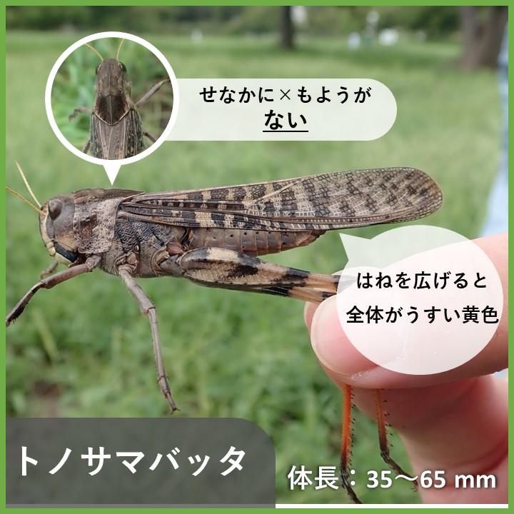 堺でよく見られるバッタの見分け方②～頭が丸いバッタ～ | 堺いきもの情報館 | 堺生物多様性センター