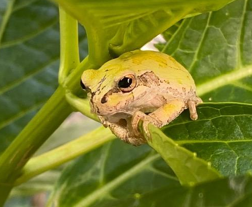 ニホンアマガエルの体は何色? | 堺いきもの情報館 | 堺生物多様性センター
