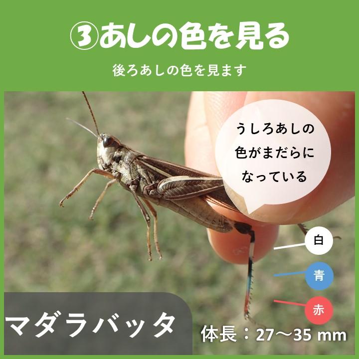 堺でよく見られるバッタの見分け方②～頭が丸いバッタ～ | 堺いきもの情報館 | 堺生物多様性センター