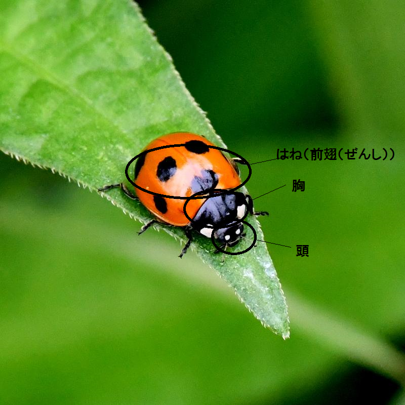てんとうむし様☆