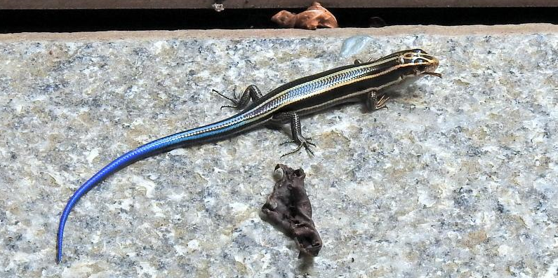 道ばたの気になるいきもの~青いしっぽのトカゲ~ | 堺いきもの情報館 | 堺生物多様性センター