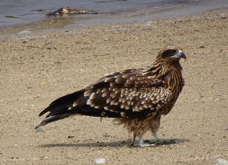 海岸のトビ