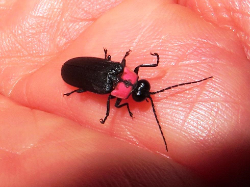 堺で見られる？光るホタル、光らないホタル | 堺いきもの情報館 | 堺 