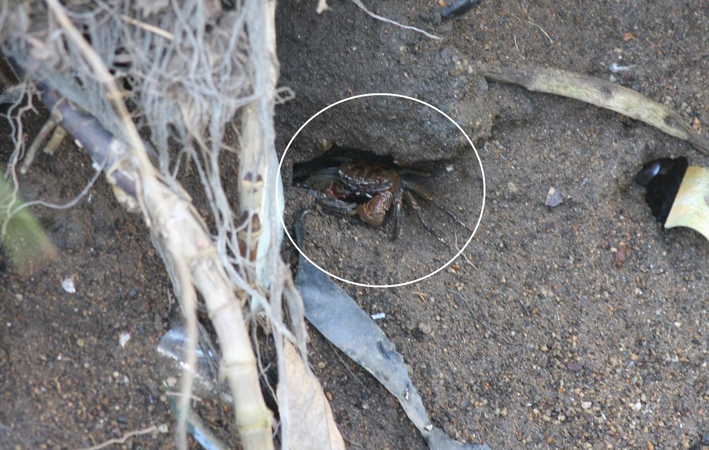 湿った場所に巣穴を掘るクロベンケイガニ