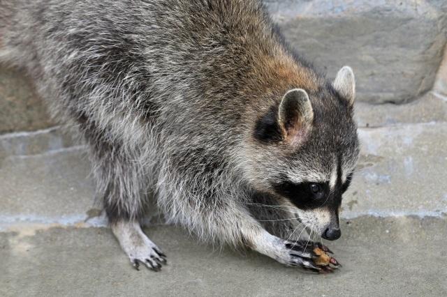 アライグマのイメージ図