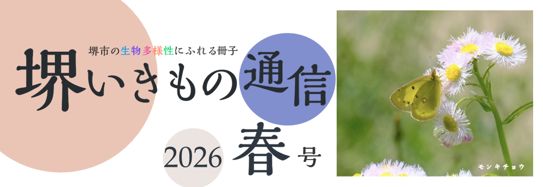 sakaiikimonotsushin8