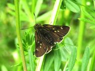 コチャバネセセリ