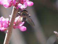 キムネクマバチ