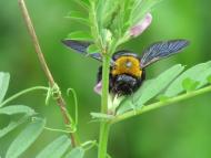 キムネクマバチ