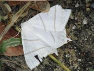 ウスキツバメエ...