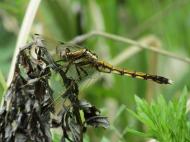 シオカラトンボ