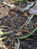 トクサオカチョウジ