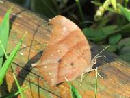 クロコノマチョウ