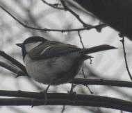 シジュウカラ