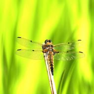 ヨツボシトンボ