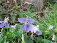 タチツボスミレ