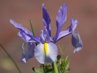 ダッチアイリス