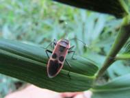 オオホシカメムシ