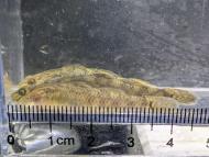 シマヒレヨシノボリ