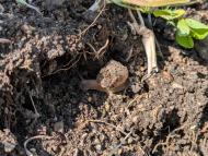 ウスカワマイマイ