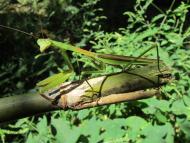 カマキリ科の1種