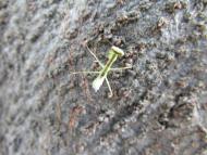 ハラビロカマキリ