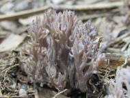 ムラサキホウキ...