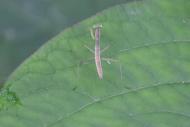 オオカマキリ