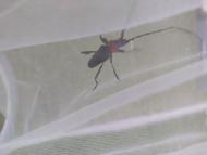 クビアカツヤカミキリ
