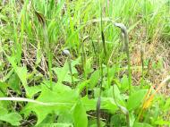 カラスビシャク