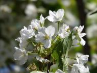 オオシマサクラ