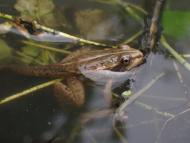 トノサマガエル