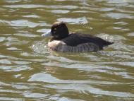 キンクロハジロ