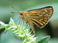 キマダラセセリ