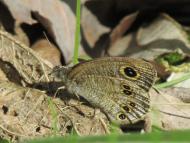 ヒメウラナミジャノメ