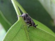 ヒラタハナムグリ