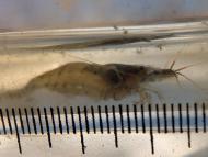 カワリヌマエビ...